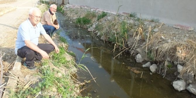 Burhaniye’de Su Kaplumbağaları Yaşam Mücadelesi Veriyor