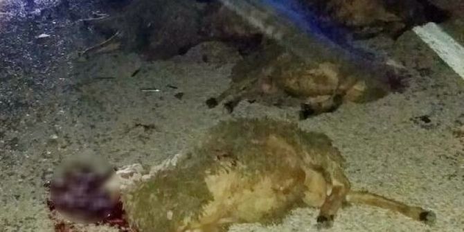 Otomobilin Çarptığı 50 Koyun Telef Oldu