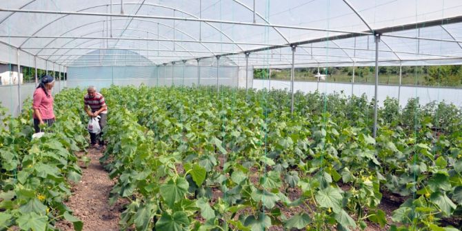 Tesadüfen Fark Edilen Aile, Modern Serada İlk Hasada Başladı