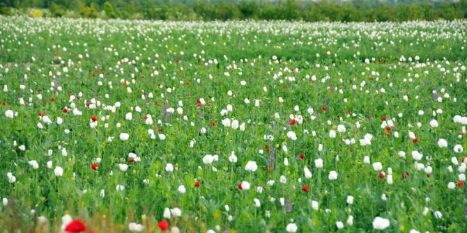 Haşhaş Tarlaları Beyazlara Büründü