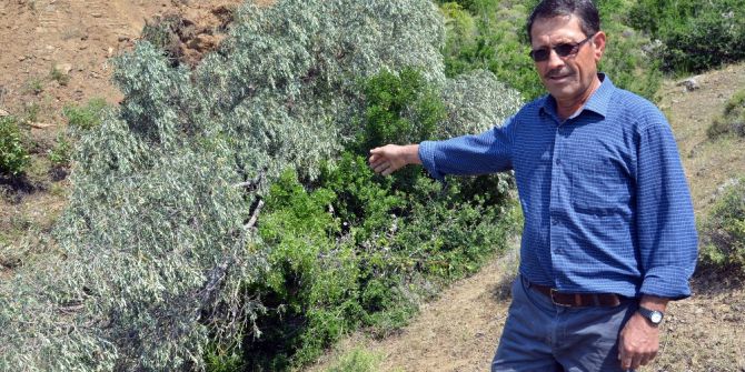 Köylüler Asırlık Zeytinin Köklenmesine Tepki Gösterdi