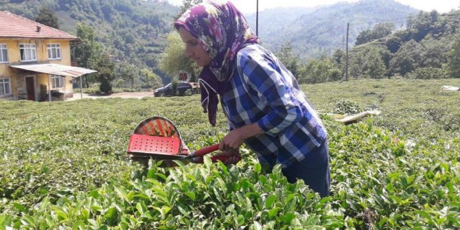 Ramazan Ayında Güneşin Altında Çay Topluyorlar