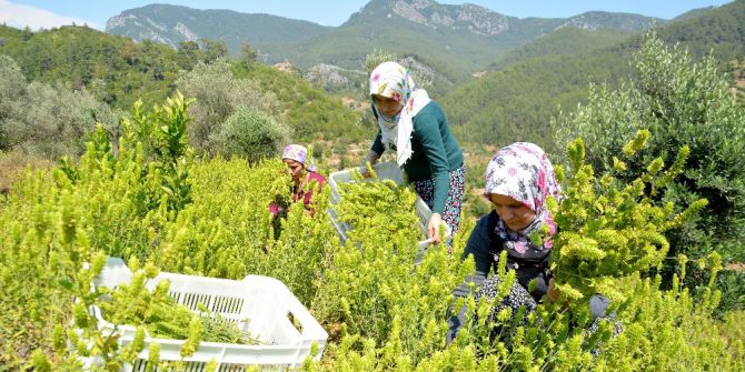 Kıraç Topraktan Yılda 40 Bin Lira Kazanıyor