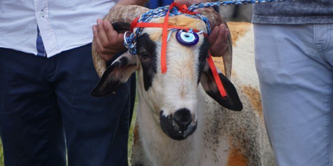 Koçu Alan Kırkpınar Ağası Oluyor