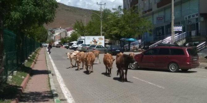 Solhan’da Başı Boş Hayvanlarla Mücadele