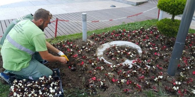Kocaeli Sahilleri Çiçeklerle Süsleniyor