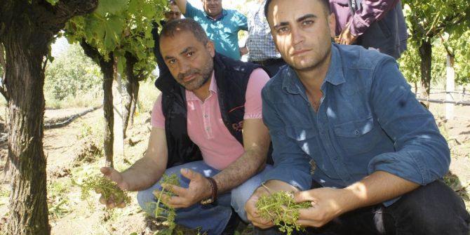 Manisalı Çiftçiyi Dolu Vurdu