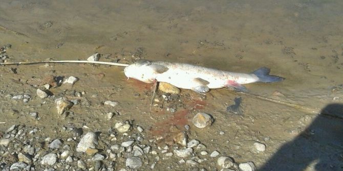 Budaközü Çayında Balık Ölümü