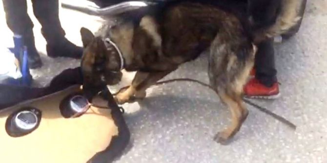 Bady Zehir Tacirlerine Göz Açtırmıyor