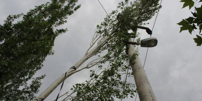 Şiddetli Rüzgar Ağaçları Yerinden Söktü