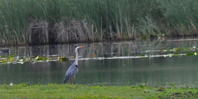 Buldan’da ‘Kuşlar Sizi Çağırıyor’ Etkinliği