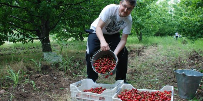 Kiraz Üreticinin Yüzünü Güldürdü