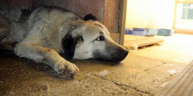 Boynuna Lastik Takılarak İşkence Edilen Köpek Kurtarıldı