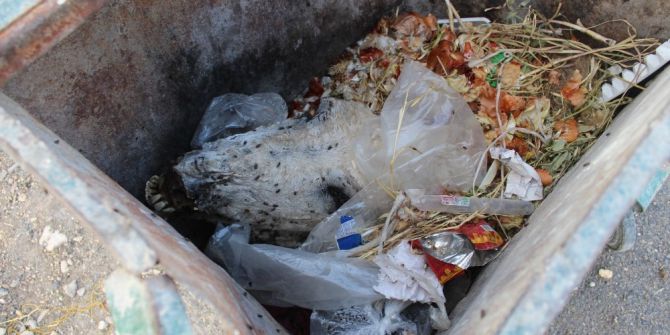 Çöpte Kesilmiş At Kafası Bulundu