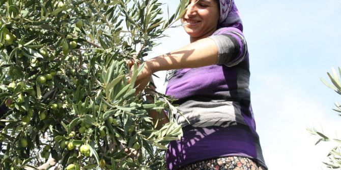 Egeli Zeytinciler Ağaçların Korunmasını İstiyor