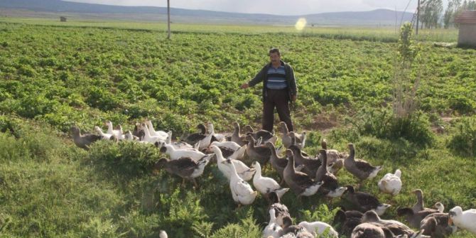 80 Hanelik Köyün Tamamı ’Kaz’ Besliyor