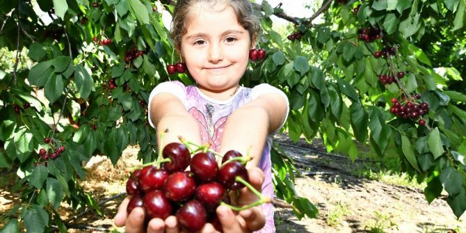 Kiraz Üreticisine Erken Uyarı Geldi, Rekolte Arttı