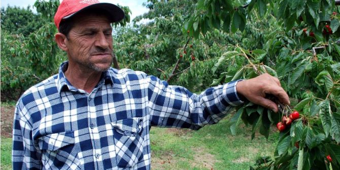 Dünyaca Ünlü Salihli Kirazını Dolu Vurdu