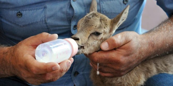 Yaralı Yavru Dağ Keçisi Biberonla Besleniyor