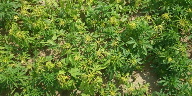 Pancar Ve Ayçiçeği Tarlalarında Zehir Yetiştiriyorlardı