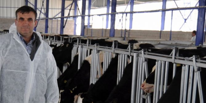 Üretici Düşük Süt Fiyatlarından Dolayı İneklerini Kestirmeye Başladı
