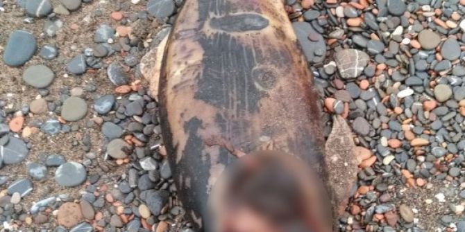 Cide Sahilinde Ölü İkinci Yunus Balığı Vurdu