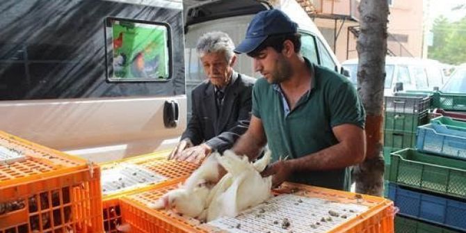 Ziraat Odası 800 Etlik Ve Damızlık Kümes Hayvanı Dağıttı