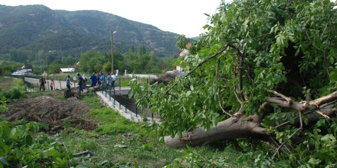 Yol Çalışması İçin Meyve Ağaçlarının Kesilmesine Tepki