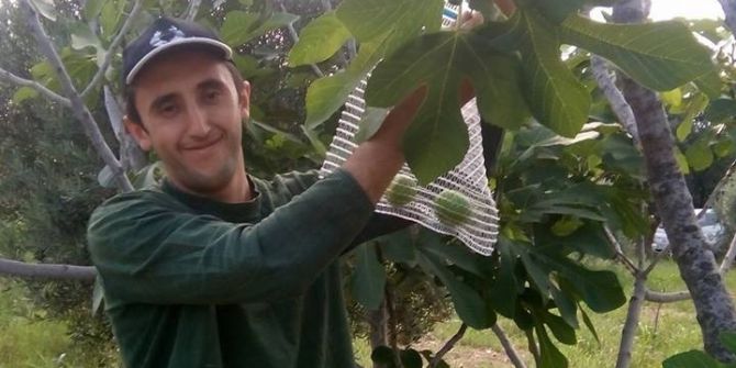 İncir’de İlekleme Dönemi Başladı