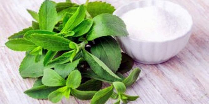 Aydın’da Şeker Otu Yetiştirilecek