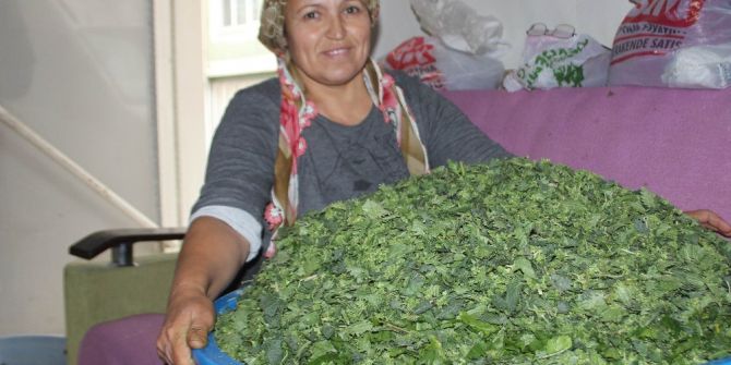 Isırgan Otu İle Ispanak Hayatını Değiştirdi