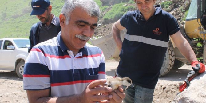 Angut Yavruları Koruma Altına Alındı