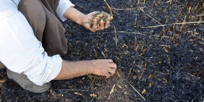 Arpa Ekili Tarla Yandı