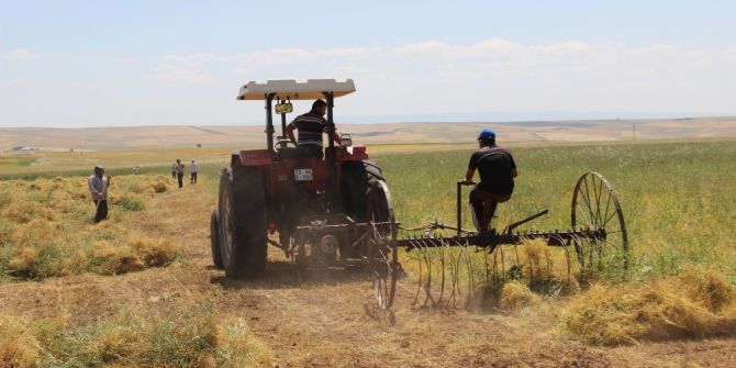 Çiftçi Mercimekten Umutlu