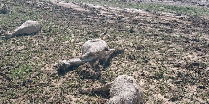 - Ankara’da Şiddetli Yağmur, Çobanlar Canını Zor Kurtardı