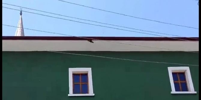 Hisarcık İtfaiyesinden Kırlangıç Kurtarma Operasyonu