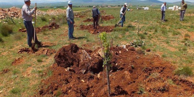 Aslanapa’a Ağaçlandırılıyor