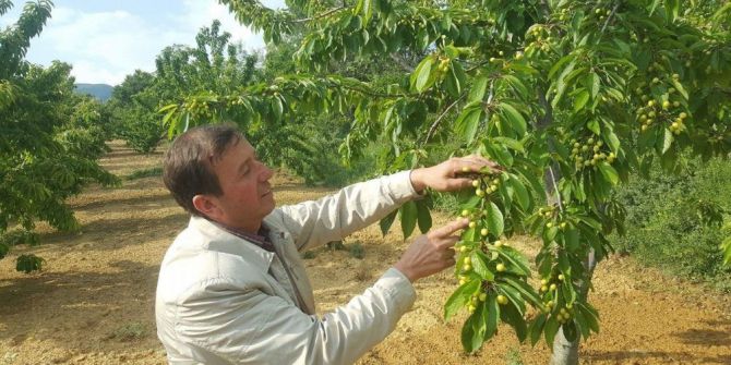 Aşırı Yağışlar Meyve Üreticilerini Endişelendiriyor
