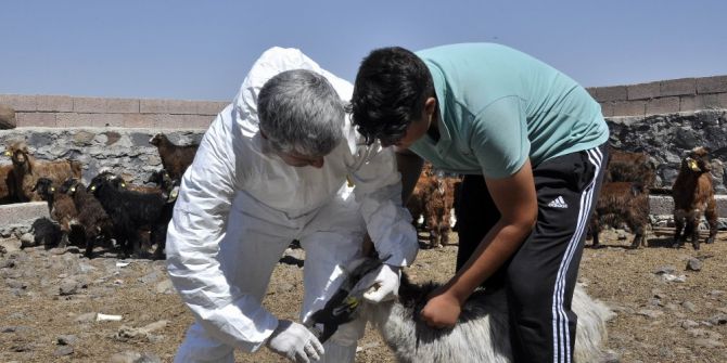 Diyarbakır’da 520 Bin Hayvan Kayıt Altına Alındı