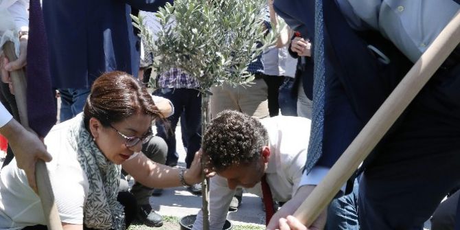 Chp Milletvekillerinden Zeytinlik Protestosu