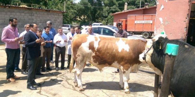 Kahta’da Öksüz Ve Yetimler İçin Büyükbaş Hayvan Kesildi