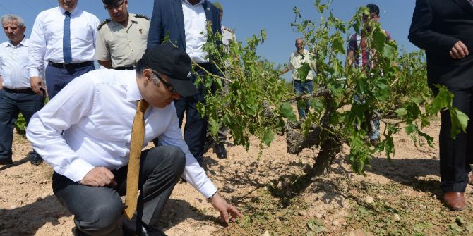 Vali Altıparmak, Dolunun Vurduğu Tarım Arazilerini İnceledi