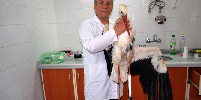 Yaralı Leylek Tedavi Altına Alındı
