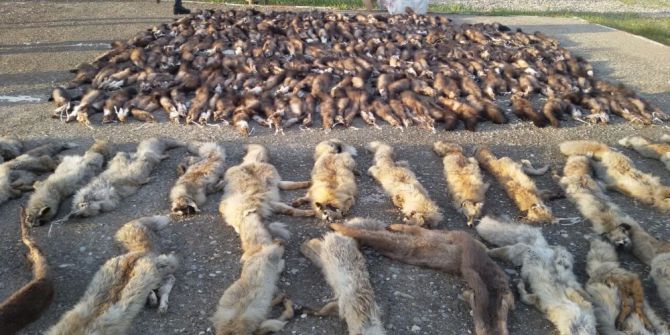 282 Hayvan Postu Ele Geçirildi