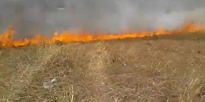 Milas’ta Arpa Dikili Arazi Kül Oldu