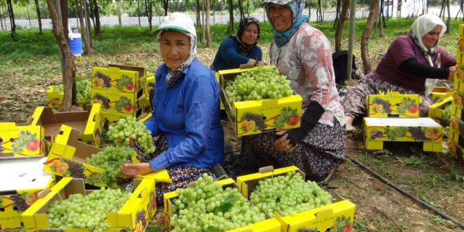 Silifke’de Örtü Altı Üzüm Hasadı Tamamlandı