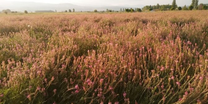 Korunga Bitkisi Arılara Bal Özü Sağlıyor