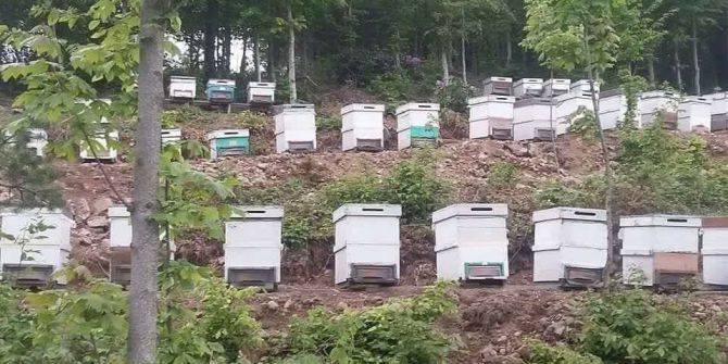 Düzce’de Bal Ormanları Üretime Hazır