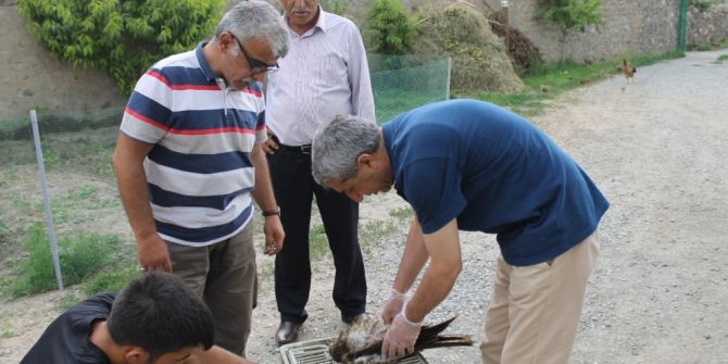 Şahin Yırtıcısı Doğaya Bırakıldı