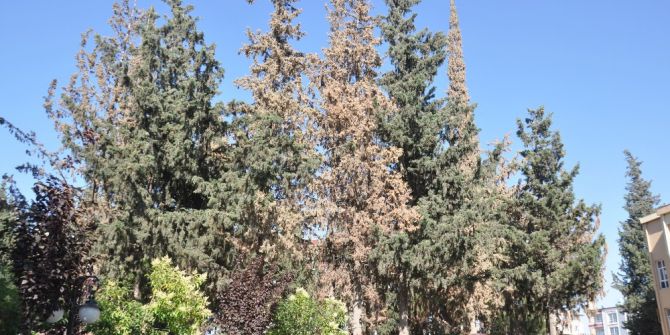 Kabuk Böceğinin Kuruttuğu 29 Çam Ağacı Kesilecek